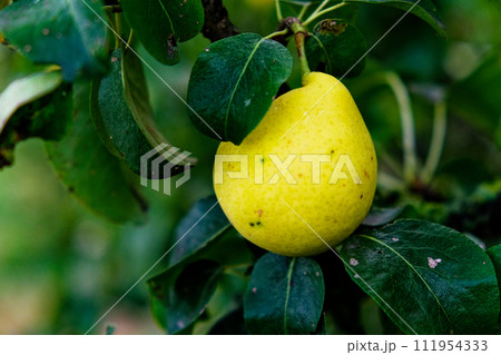 A single pear on a branch, its yellow skin contrasting the dark green, wet leaves around it. 111954333