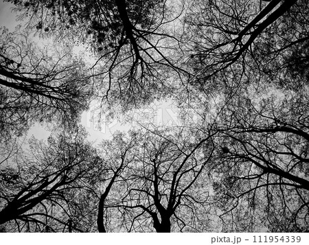 The sky is visible through a network of complex, bare tree branches. The sky is visible through a network of complex, bare tree branches. 111954339