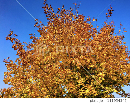 The image captures a tree in full autumn splendor with its leaves turned yellow and orange against a clear blue sky. The image captures a tree in full autumn splendor with its leaves turned yellow and orange against a clear blue sky. 111954345