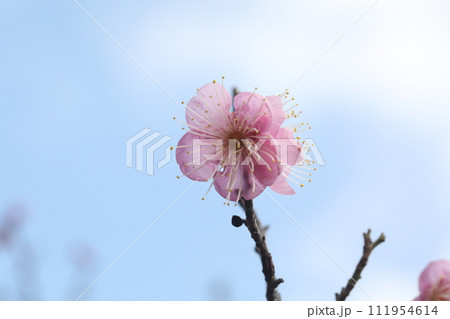 青空を背景にした紅梅の花 青空を背景にした紅梅の花 111954614