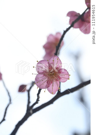 春を告げる紅梅の花 春を告げる紅梅の花 111954615