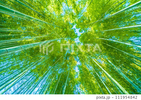 日本の横浜都市景観 脱コロナ…美しい緑色の竹林…輝く希望の時代…＝令和6年1月26日 111954842