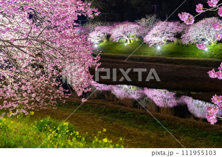 静岡県賀茂郡南伊豆町 河津桜のライトアップ 静岡県賀茂郡南伊豆町 河津桜のライトアップ 111955103