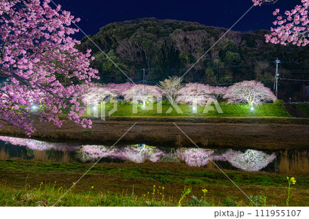 静岡県賀茂郡南伊豆町 河津桜のライトアップ 静岡県賀茂郡南伊豆町 河津桜のライトアップ 111955107
