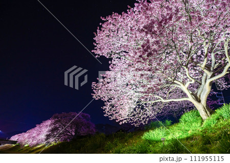 静岡県賀茂郡南伊豆町 河津桜のライトアップ 静岡県賀茂郡南伊豆町 河津桜のライトアップ 111955115