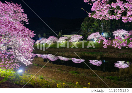 静岡県賀茂郡南伊豆町　河津桜のライトアップ 111955120