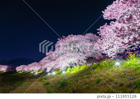 静岡県賀茂郡南伊豆町 河津桜のライトアップ 静岡県賀茂郡南伊豆町 河津桜のライトアップ 111955126
