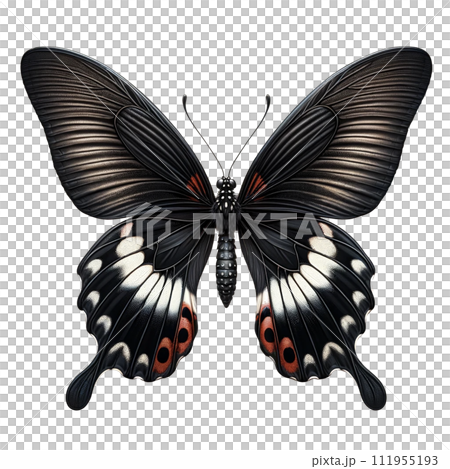 クロアゲハ 111955193