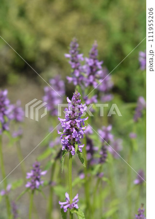 Common hedgenettle 111955206