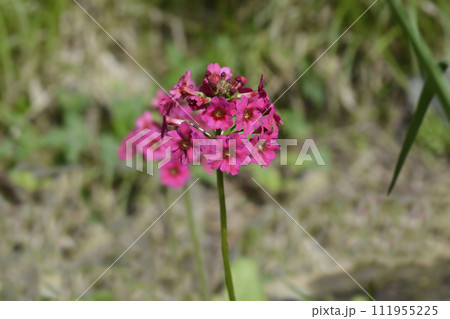 Japanese Primrose Millers Crimson Japanese Primrose Millers Crimson 111955225