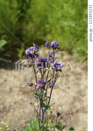 Columbine Winky Double Dark Blue White Columbine Winky Double Dark Blue White 111955231