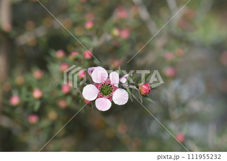 Tea Tree Tea Tree 111955232