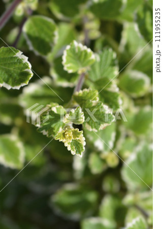 Swedish ivy Marginatus 111955235