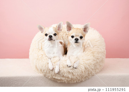 ピンクバックとベッドに入った2匹のチワワ ピンクバックとベッドに入った2匹のチワワ 111955291