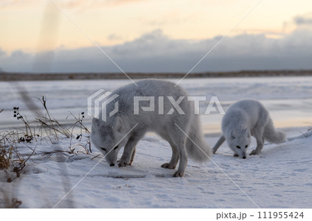 Two arctic foxes (Vulpes Lagopus) in wilde tundra. Arctic fox on the beach. 111955424