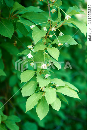 A branch of lemongrass with flowers in spring in the garden. 111955829