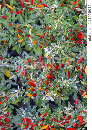 Chili Pepper Plants Background Chili Pepper Plants Background 111956059