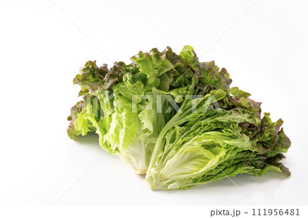 白バックのサニーレタス 111956481