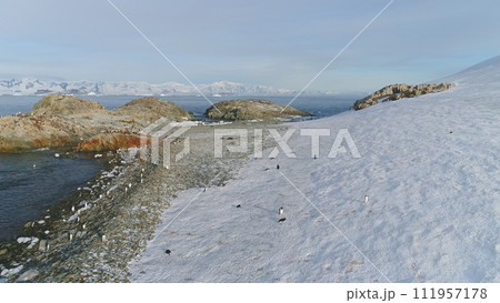 Gentoo Penguin Group Standing on Snow Shore Aerial. Antarctica Wildlife Nature Scenery Landscape. Polar Funny Bird Animal Wild Colony Standing on Ocean Coast Drone Top Footage Shot in 4K  111957178