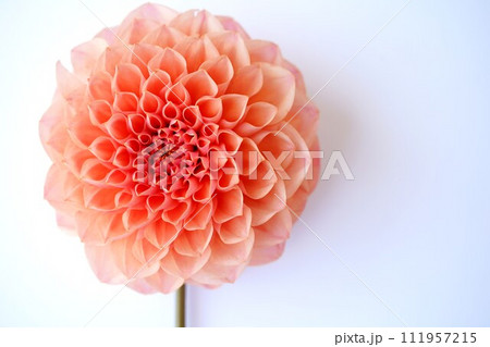 左に配置したピンクのダリア 左に配置したピンクのダリア 111957215
