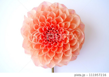 1本のダリア 111957216
