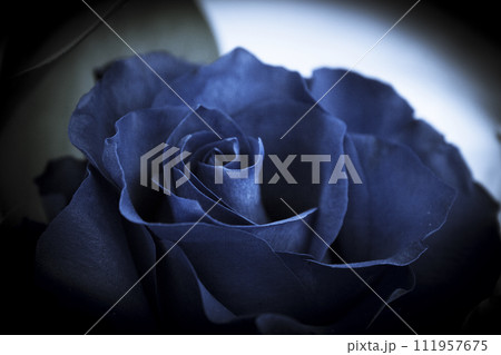 Natural blue rose on grayish background Natural blue rose on grayish background 111957675