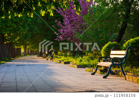 avenue with chestnut trees. bench on the side of a paved footpath. beautiful urban springtime scenery of uzhgorod city in morning light avenue with chestnut trees. bench on the side of a paved footpath. beautiful urban springtime scenery of uzhgorod city in morning light 111958158
