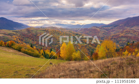 trees in colorful foliage on the grassy hills rolling in to the distance. beautiful landscape in mountains of ukraine on a cloudy autumn morning. carpathian countryside in fall season 111958160