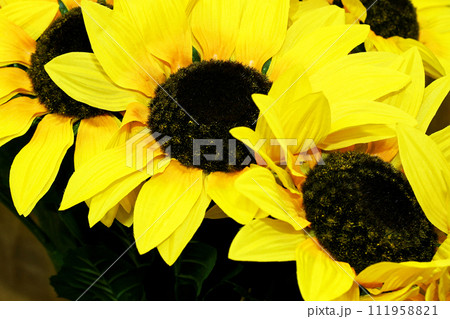 Sunflowers details Sunflowers details 111958821