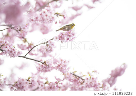 満開の緋寒桜の花に囲まれたメジロ 満開の緋寒桜の花に囲まれたメジロ 111959228