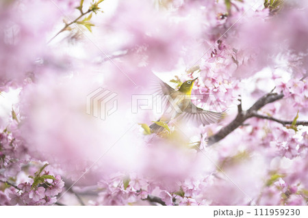 満開の緋寒桜の花に囲まれたメジロ 満開の緋寒桜の花に囲まれたメジロ 111959230