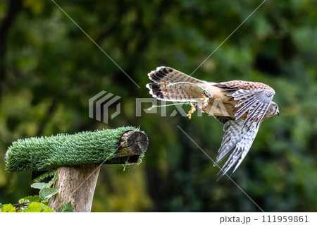 Common kestrel, Falco tinnunculus is a bird of prey species belonging to the falcon family Falconidae. 111959861