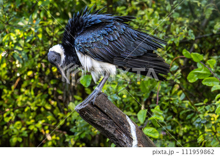 The Straw-necked Ibis, Threskiornis spinicollis is a bird of the ibis family 111959862