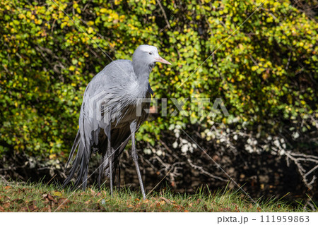 The Blue Crane, Grus paradisea, is an endangered bird 111959863