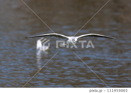 The European Herring Gull, Larus argentatus is a large gull. Here flying in the air. The European Herring Gull, Larus argentatus is a large gull. Here flying in the air. 111959865