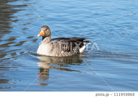 The greylag goose, Anser anser is a species of large goose 111959868