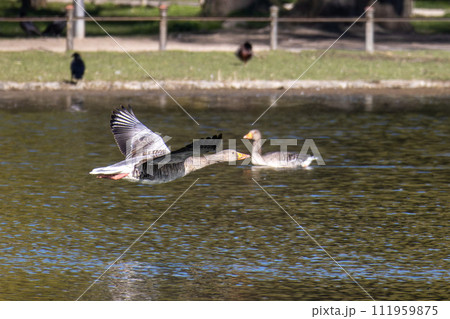 The flying greylag goose, Anser anser is a species of large goose The flying greylag goose, Anser anser is a species of large goose 111959875