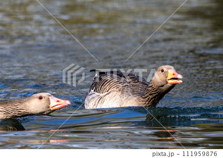 The greylag goose, Anser anser is a species of large goose The greylag goose, Anser anser is a species of large goose 111959876