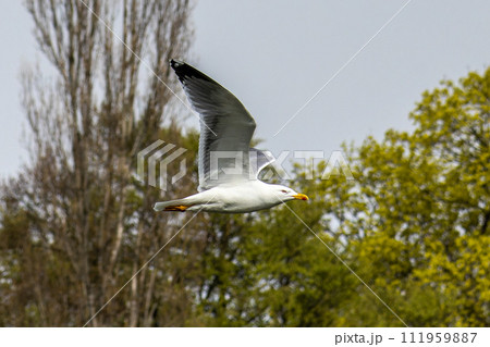 The European Herring Gull, Larus argentatus is a large gull. Here flying in the air. 111959887