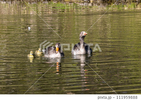 Family of greylag geese, Anser anser with small babies. 111959888