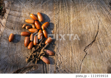 秋のイメージ、切り株の上にたくさんのドングリ 秋のイメージ、切り株の上にたくさんのドングリ 111959918