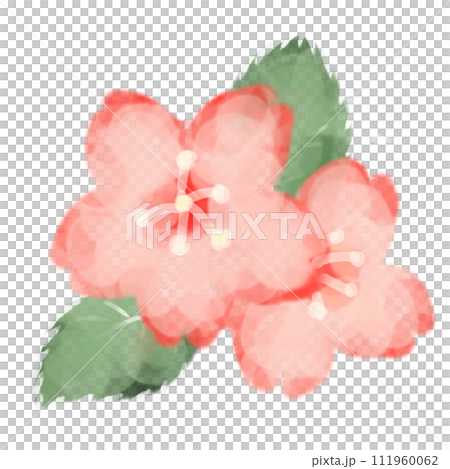 watercolor sakura illustration watercolor sakura illustration 111960062