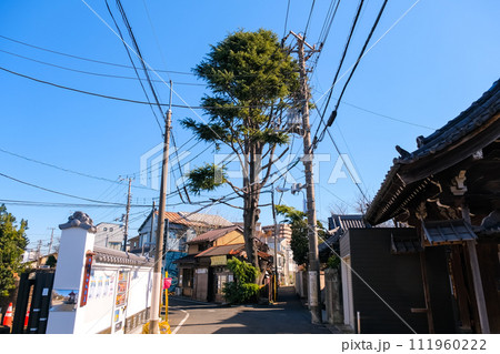 東京都台東区 谷中のヒマラヤ杉 111960222