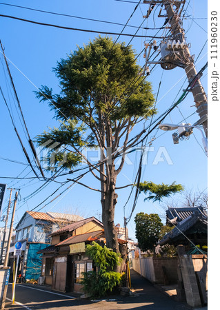 東京都台東区 谷中のヒマラヤ杉 東京都台東区 谷中のヒマラヤ杉 111960230