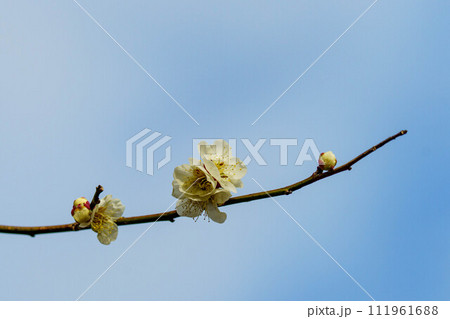 青空に映える白梅 青空に映える白梅 111961688