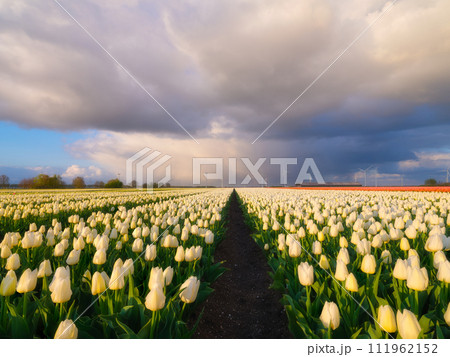 A field of tulips during storm, Netherlands. Agriculture in Holland. Rows on the field. 111962152