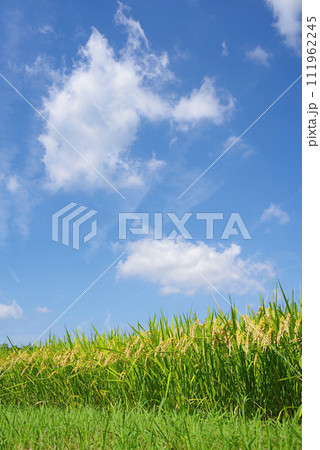 《秋の実り》収穫前の稲穂と秋の空 111962245