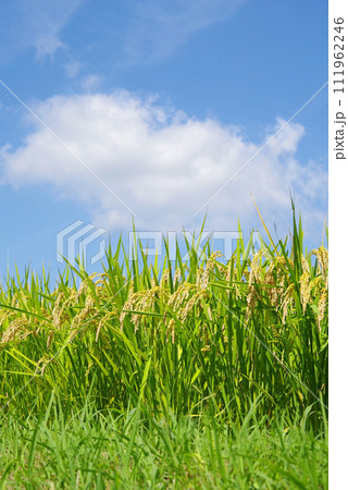 《秋の実り》収穫前の稲穂と秋の空 111962246