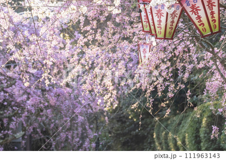 桜満開の打吹公園(倉吉市) 桜満開の打吹公園(倉吉市) 111963143