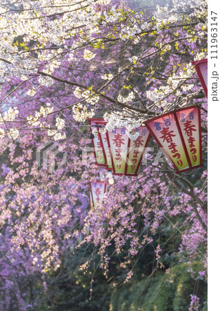 桜満開の打吹公園(倉吉市) 桜満開の打吹公園(倉吉市) 111963147